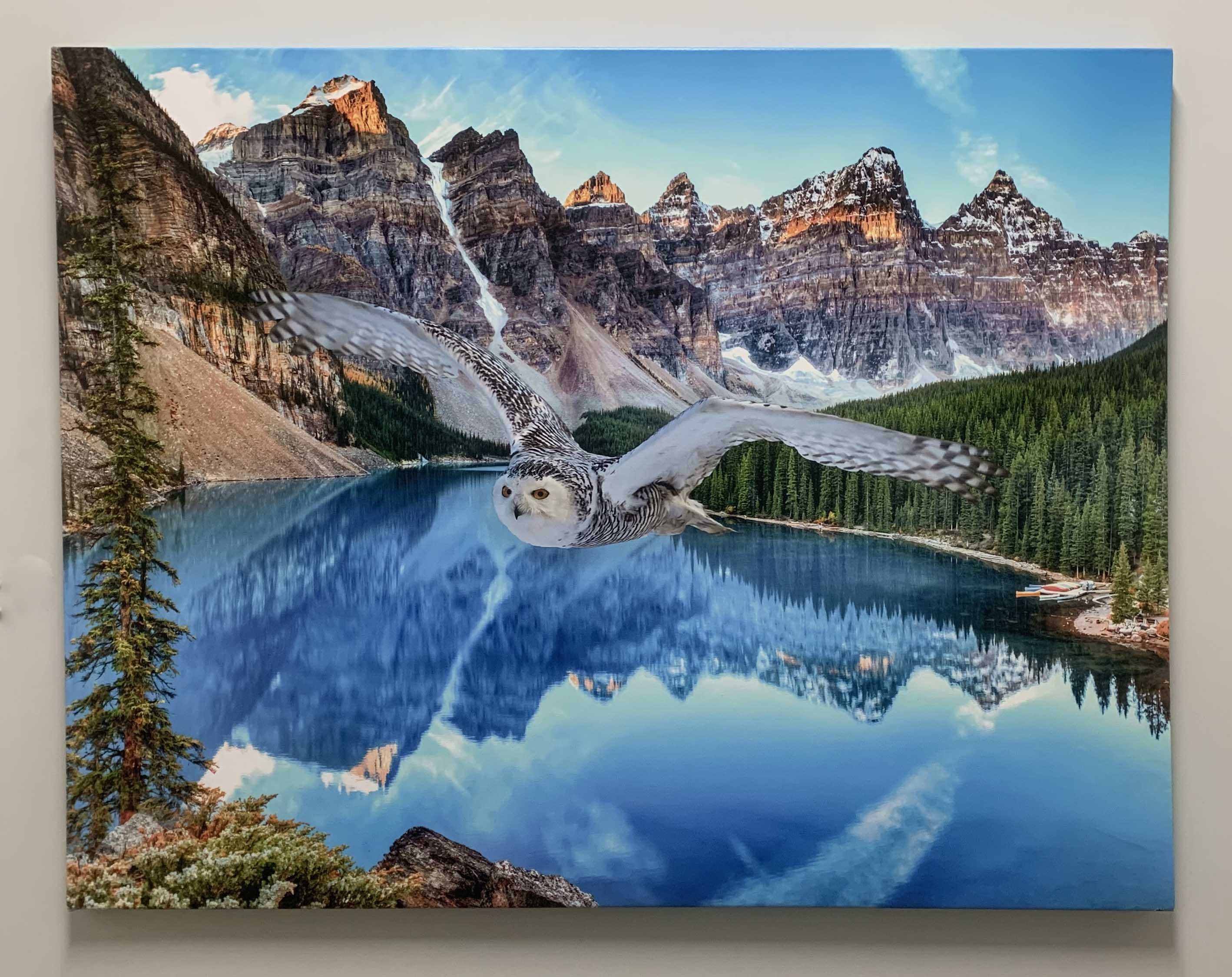 Canvas Wildlife Art-Snowy Owl at Banff-Printed Artwork